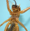 CollectionObject 1542790; 45c5b3ec-018e-4b4a-9822-ba3a9b09fac1: male, thorax and head ventral view (holotype of Cerberodon cuiabensis). (CollectionObject).
