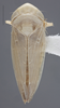 Habitus, dorsal view on Cyanidius cyanescens (Emeljanov, 1962): Dorsal. (Observation).
