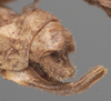 CollectionObject 1505758; bde5a562-b6ad-46e7-93aa-3deb0aab56bc: male abdomen tip, lateral viewi (holotype of Cocconotus castus). (CollectionObject).