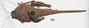 CollectionObject 1599712; 7828d5cd-2a26-4789-8826-43d5a20893e2: female, dorsal view (paratype). (CollectionObject).