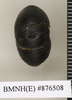 Perisphaerus altus Walker, 1868: Copyright Natural History Museum, London. Holotype (adult female) in BM(NH). Dorsal view. (Otu).