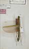 CollectionObject 1559840; a2a43707-5367-4069-9113-0658a6c295ed: copyright ZFMK, Bonn. male (syntype). (CollectionObject).