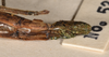 CollectionObject 1558261; 3aff3442-0e53-49ae-93de-908adbc14447: copyright OUMNH. female: end of abdomen, lateral view (holotype). (CollectionObject).