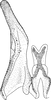 Stylus on Ederranus discolor (Sahlberg, 1871): Stylus. (Observation).