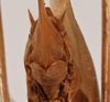 CollectionObject 1534531; ed87de70-c4b0-40b6-b0d6-ecdfb1b3b9d7: female subgenital plate (holotype of Scopiorus muticus). (CollectionObject).