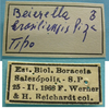 CollectionObject 1542807; 79d3c084-e725-4bd6-b109-bb32cf45d8cb: male labels (holotype). (CollectionObject).
