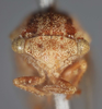 Head: !! display not done !! on Ashmeadea carinata (Stål, 1864): (Observation).