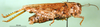 CollectionObject 1571182; e3164813-8f36-49e0-854f-6122e0c0d8ca: female, lateral view (syntype of Karasicola oertendali). (CollectionObject).