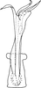 Aedeagus, ventral view on Shamala (Shamala) mikra Dworakowska, 1980: Aedeagus, ventral view. (Observation).