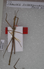 CollectionObject 1561033; 7d1c7845-0ed4-4801-80f0-77d6b0d646f0: holotype male, dorsal view (SAMC). (CollectionObject).