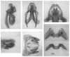 Melanoplus digitifer Hebard, 1936: male genitalia. (Otu).