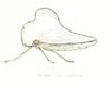 Habitus, lateral view: !! display not done !! on Telamona unicolor Fitch, 1851: (Observation).