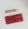 CollectionObject 1523819; 712e8648-ebb1-4ba0-ac9c-04ea5db7d0f0: labels (holotype). (CollectionObject).