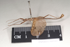 CollectionObject 1562601; NHMUK(SF IMPORT DUPLICATE) 845105, 1e438189-2f6c-48ee-830e-60c22fcab8c0: copyright Natural History Museum, London. male, lateral view (lectotype). (CollectionObject).