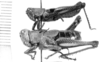 Dichromatos schrottkyi (Rehn, 1918): male (paratype) and female (allotype), lateral view. (Otu).