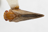 Habitus, dorsal view on Antillormenis martinicensis Fennah, 1947: (Observation).