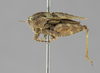 CollectionObject 1534270; c2880c53-47b0-41da-86cd-f96270103762: female, lateral view (syntype). (CollectionObject).
