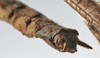 CollectionObject 1539817; 48ea20ca-0c94-4428-98c1-ffd25a7dc282, MNHN-EO-ENSIF713: male cerci (holotype). (CollectionObject).