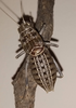 Pycnogaster (Bradygaster) sanchezgomezi sanchezgomezi Bolívar, 1897: male (Albacete, Chinchilla de Montearagón). (Otu).