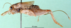 CollectionObject 1500736; 0cc89c07-20f7-4821-bcd3-1a70b8c3e167, MfN 1081: female, lateral view (holotype). (CollectionObject).