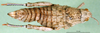 CollectionObject 1501815; db01f787-a2f0-4035-9d89-62b78a462b93: female, dorsal view (paratype). (CollectionObject).