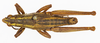 CollectionObject 1523758; 611d8cb7-b7fc-4b69-9552-3caf1d8b7155: male, dorsal view (holotype of Cawendia hebardi). (CollectionObject).