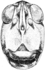 Fig. 177. male, head, facial view. Depicts Tettigidea empedonepia Hubbell, 1937, an Otu.