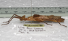 CollectionObject 1576185; SPM SP/EPH/00788, ba945d23-a770-4715-8a95-48ca6d089e9f: copyright SPM Kinabalu. female, lateral view (holotype). (CollectionObject).