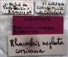 Rhacocleis corsicana Bonfils, 1960: labels (allotype). (Otu).