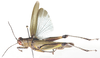 Eupropacris coerulea (Drury, 1773): dorso-lateral view. (Otu).