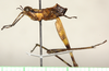 CollectionObject 1544452; c6ecc19d-1302-4482-8c6d-91d7e279ad36: specimen with damaged abdomen, lateral view (paratype). (CollectionObject).