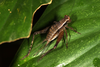 Lebinthus bitaeniatus Stål, 1877: female (Philippines, Mount Makiling, 10/11 April 2018). (Otu).