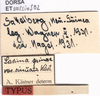 CollectionObject 1475452; 0332eb9c-6bf1-4e69-bcbc-bcb211dda1a1: labels (syntype). (CollectionObject).