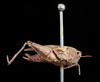 CollectionObject 1531172; UZIU Thunberg Collection nr 15813, 0433f288-c385-4106-9713-4151b4075691: female, lateral view (syntype of Acrydium ephippium). (CollectionObject).