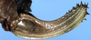 Isophya cania Karabag, 1975: female ovipositor (paratype). (Otu).