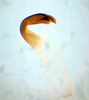 CollectionObject 1552882; 6a9cbec0-743e-49ff-a2b3-00d3937dfd9f: Image taken by Heidi Hopkins. (CollectionObject).