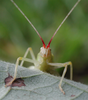 view of red color on head and antennae. Depicts Oecanthus latipennis Riley, 1881, an Otu.