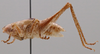 CollectionObject 1575991; eea9e67c-47d9-415d-a803-3e8b0cfaf9ce: male, lateral view (holotype). (CollectionObject).