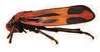 Habitus, lateral view: !! display not done !! on Tomaspis furcata (Germar, 1821): (Observation).