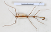 CollectionObject 1561483; 7927adf5-421a-4367-a893-b84f00a7e00d: copyright MHNG Geneva. male, dorsal view (holotype). (CollectionObject).