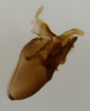Pygofer, lateral view: !! display not done !! on Toya (Metadelphax) wetmorei (Muir & Giffard, 1924): (Observation).