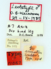 labels (lectotype). Depicts CollectionObject 1522783; 355c37c7-43e9-4f3b-b902-090019c5e514, a CollectionObject.