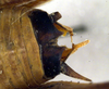 CollectionObject 1502390; 01dc25de-2635-4b3f-a1b9-7117fa125e04: male cerci. (CollectionObject).