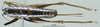 CollectionObject 1537864; 24a61d4b-5bea-4296-bb48-56b460d0af70: female, dorsal view. (CollectionObject).