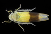 Live specimen: !! display not done !! on Typhlocyba transviridis Christian, 1953: (Observation).
