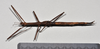 CollectionObject 1558585; NTUC 719, eb6f0012-b2b7-495b-835a-b789b0b39b78: copyright NTUC. female, dorsal view (holotype). (CollectionObject).