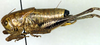 CollectionObject 1500459; ecb1d0e8-e944-4714-9099-186ef00ae4c7, DORSA BTeupcreHTM: male, lateral view (holotype). (CollectionObject).