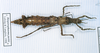CollectionObject 1558988; a71455be-29f5-4bbc-a438-c09e3477b87e: copyright MNHN, Paris. female of synonym Hesperophasma pavisae (holotype). (CollectionObject).