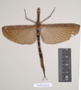 CollectionObject 1559814; 2a298c8a-596c-4db2-aba1-84063b998a7b: copyright Natural History Museum, London. female of Necroscia sarpedon (syntype). (CollectionObject).;CollectionObject 1559815; 3368a023-0585-4ab9-967a-1f3367d9a27c: copyright Natural History Museum, London. female of Necroscia sarpedon (syntype). (CollectionObject).