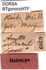 CollectionObject 1500362; d28f39ca-4588-4893-805b-8e3613cc81c0, DORSA BTgonoccHTF: labels (holotype). (CollectionObject).